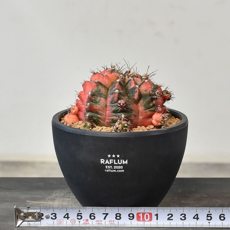 未開封　美品　オンジウムの料理本　根と翼　Onjium's Cookbook Amazon｜オンシジューム6本立て【光触媒】 蘭鉢植え 造花