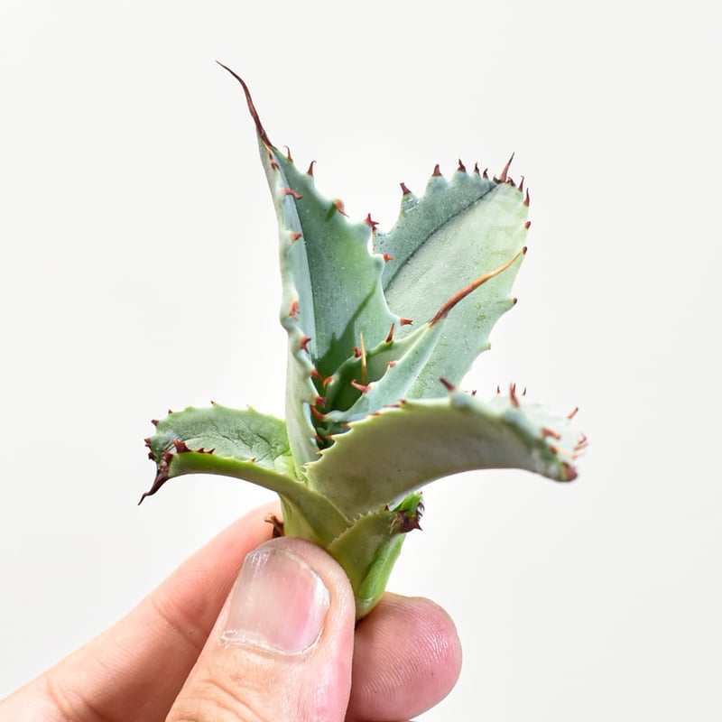 アガベ レア 台湾の星 フォルモサ スター 発根済み イシスメンシス ポタトラム アガベ レア 台湾の星 フォルモサ スター 発根済み