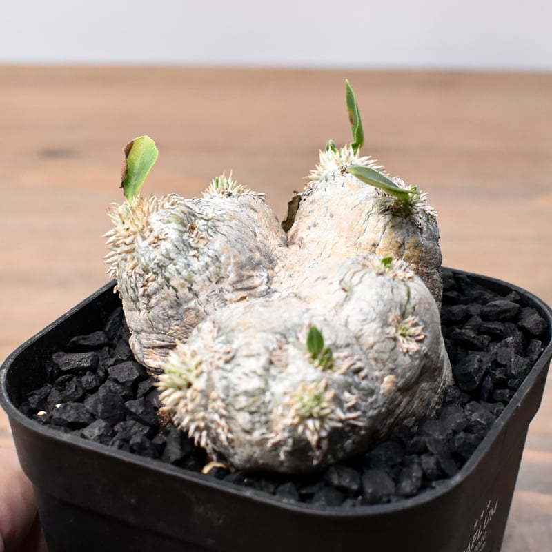 パキポディウム ブレビカウレ　恵比寿笑い パキポディウム ブレビカウレ 