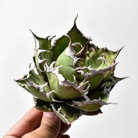 アガベシーザー | STORES