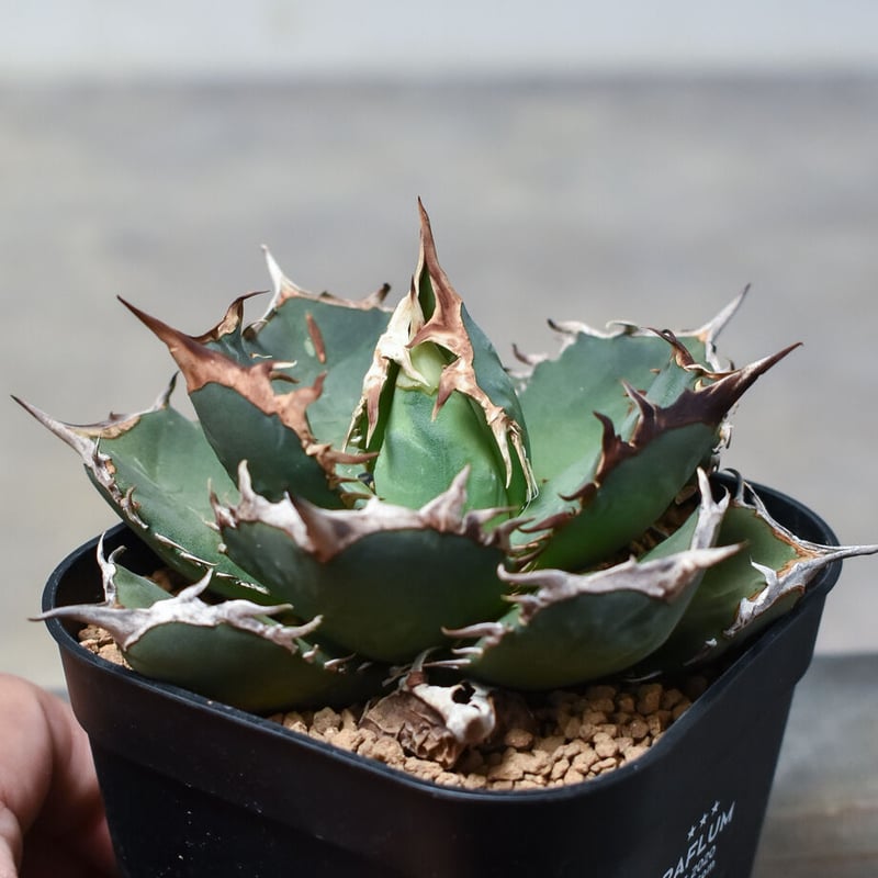 アガベ チタノタ 