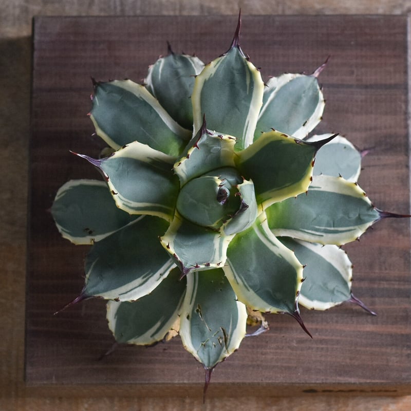 アガベ クリームスパイク （抜き苗販売）【グリーンとクリームの