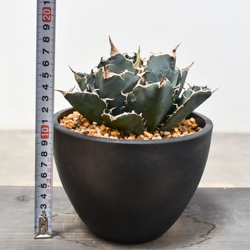 アガベ チタノタ 