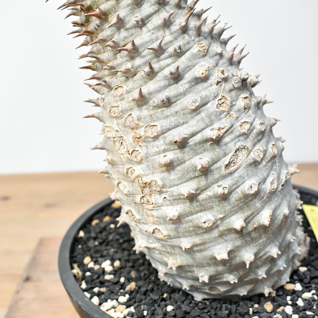 RAFLUMコレクション】パキポディウム アンボンゲンセ 