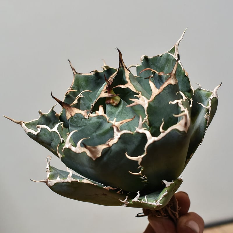 コレクション株】ノーネーム ボールタイプ アガベ コレクション