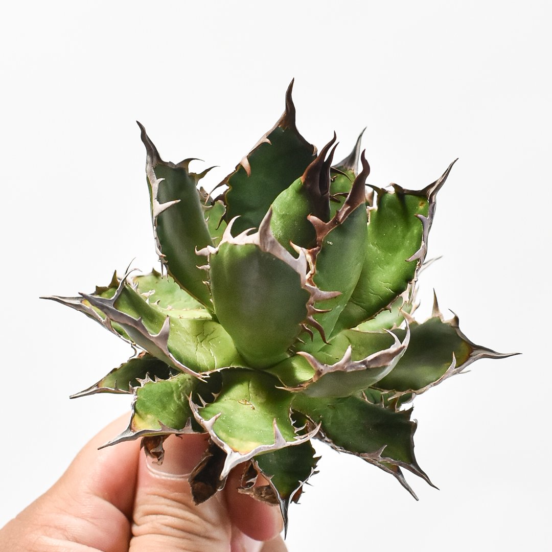 【発根済み】アガベ ホリダ 薄葉鋭棘 美株 抜き苗発送 発根済み】アガベ ホリダ 薄葉鋭棘 美株 抜き苗発送 | アガベ