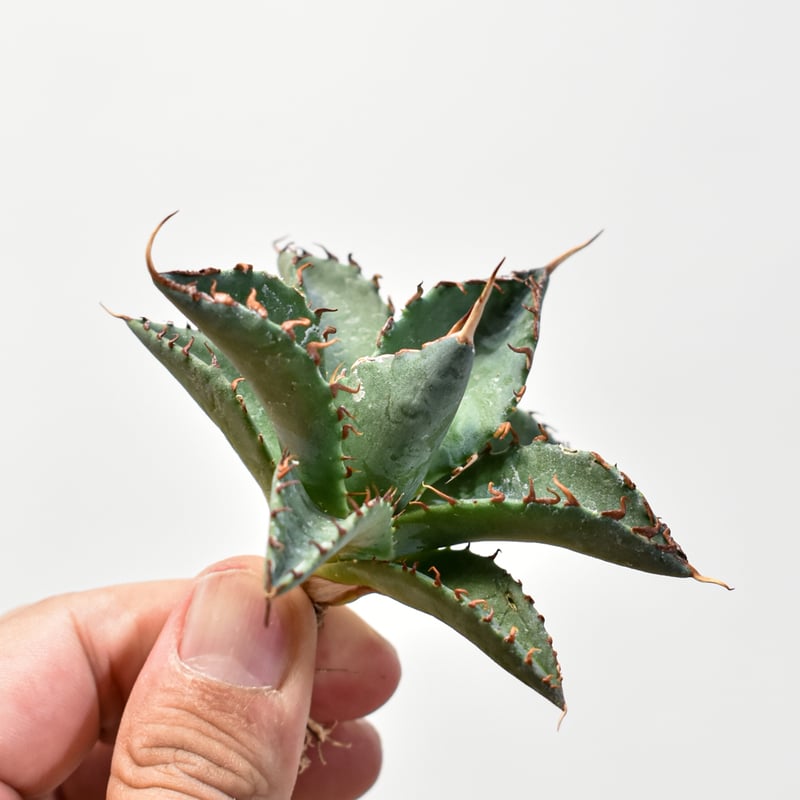 ユタエンシス エボリスピナ×ブラックアンドブルー【カリフォルニア産