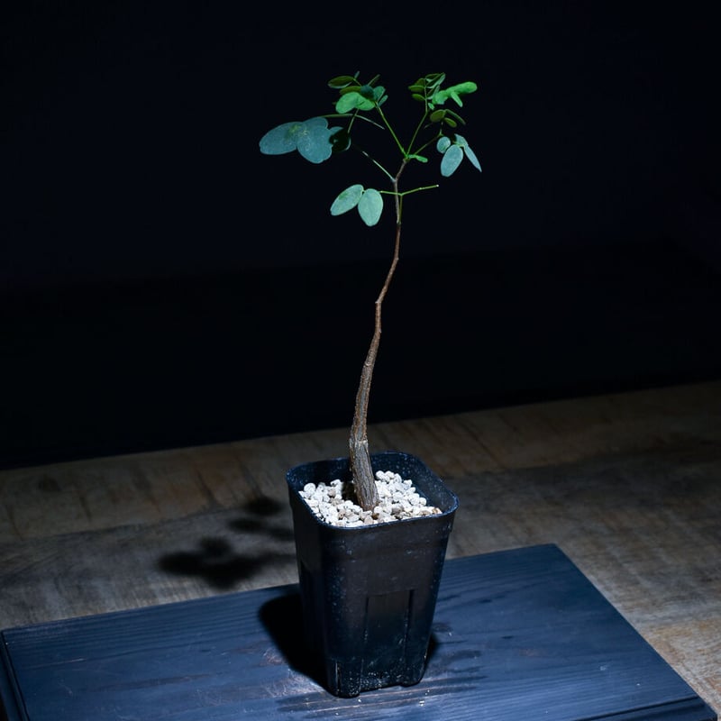 デロニクス プミラ（実生）RF22754 | RAFLUM / ラフラム｜東京、大阪の