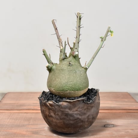 CATEGORY アデニア | RAFLUM / ラフラム｜東京、大阪の塊根植物