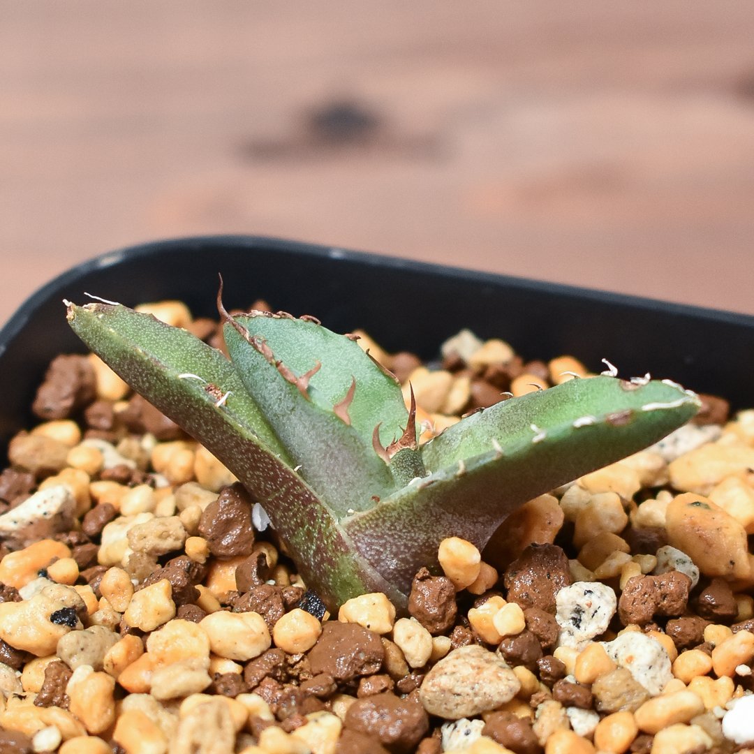 多肉植物アガベチタノタ 白犀牛 白覆輪極上TC株 【公式通販】