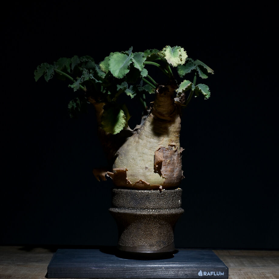 キフォステンマ マクロプス ソマリア産（発根済み）RF22124 | RAFLUM