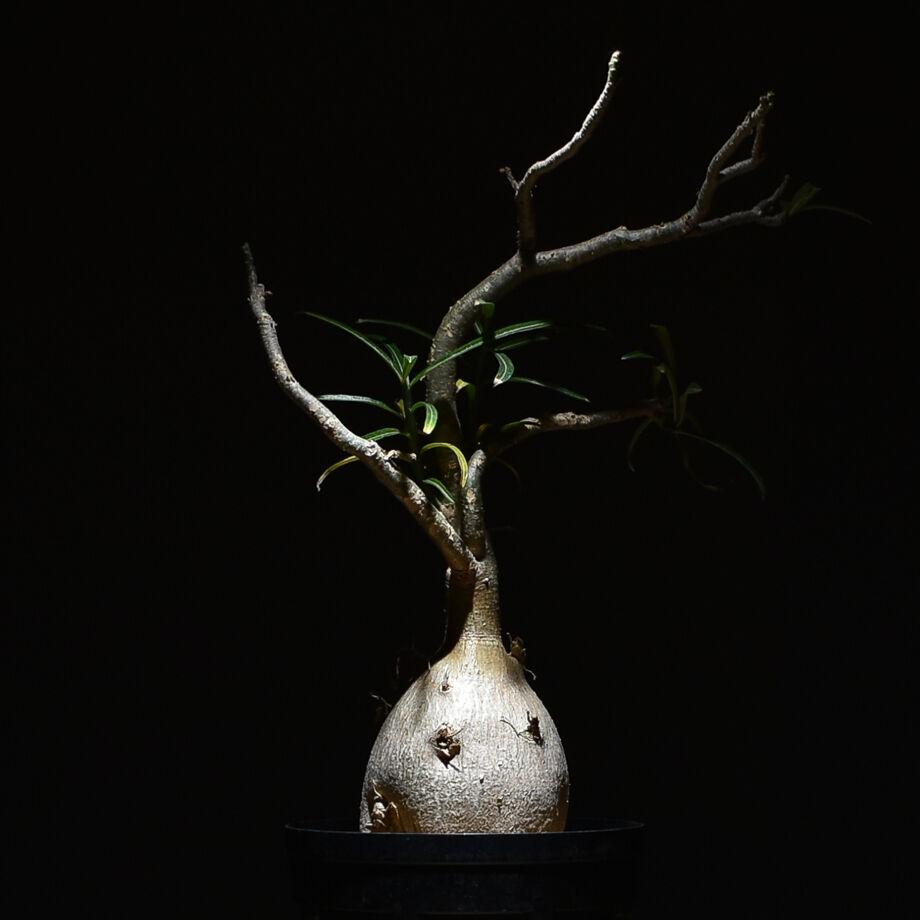 アデニウム ソマレンセ 【大株】（発根済み）RF22727 | RAFLUM