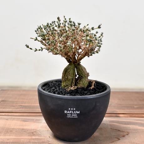 trichodiademabulbosu | STORES