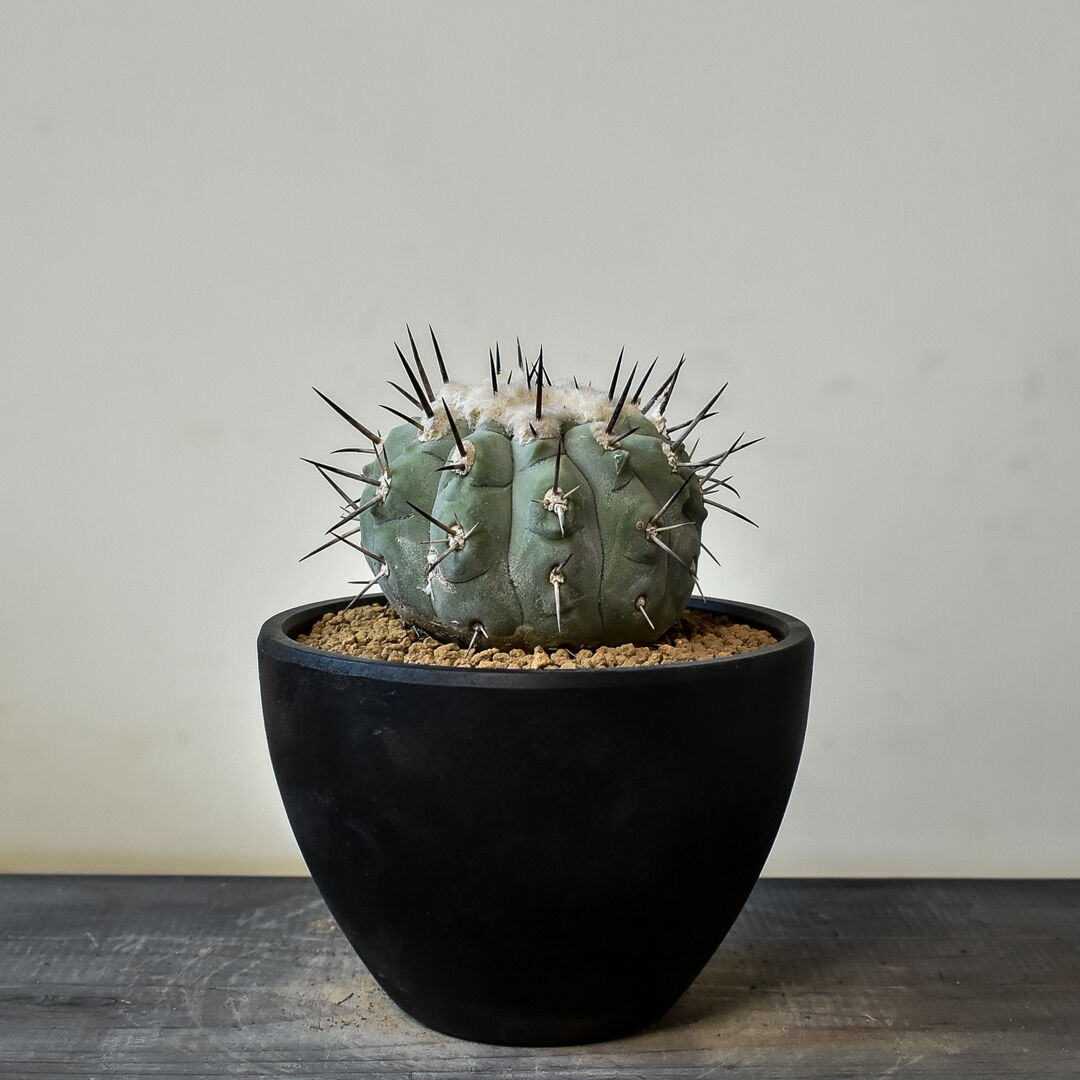 コピアポア シネレア 