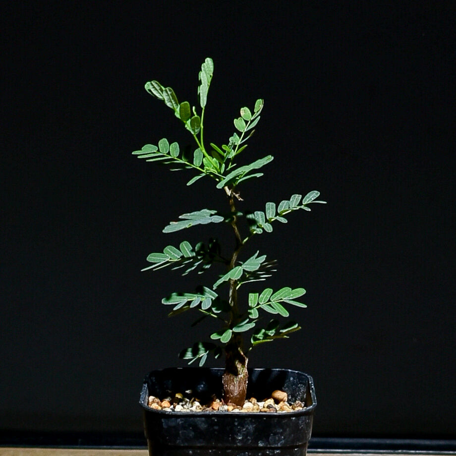 センナ メリディオナリス （実生株）RF22766 | RAFLUM / ラフラム