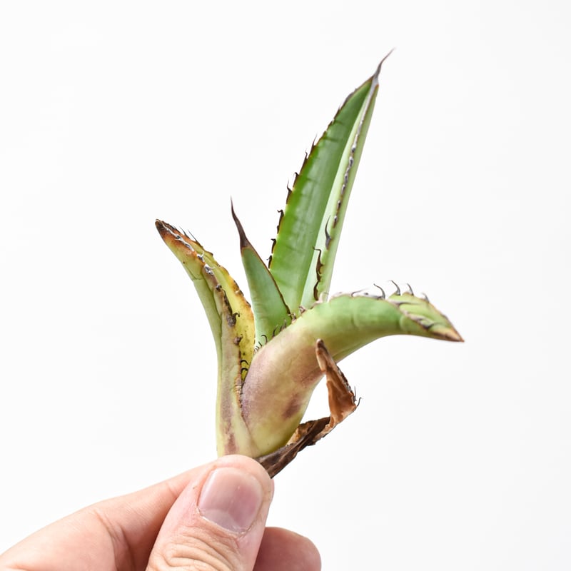 国内初リリース】アガベ チタノタ 