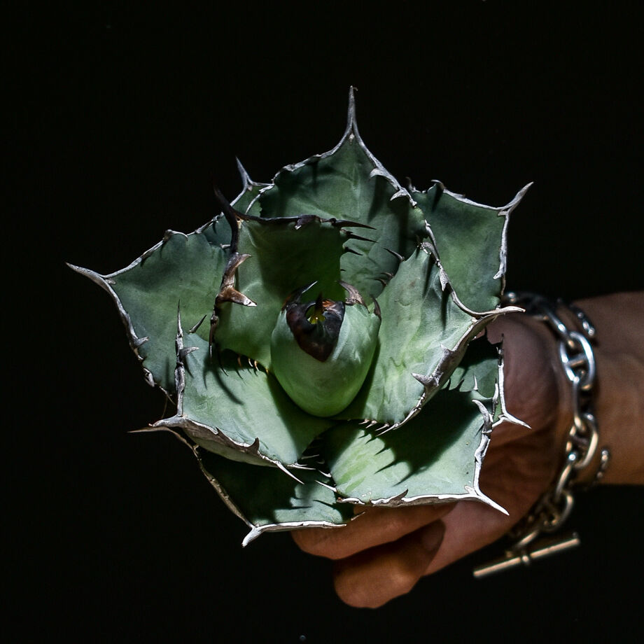 アガベ チタノタ フェニックス 