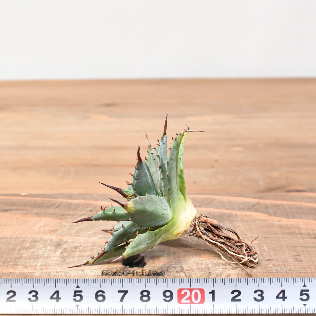 アガベ hybrid イシスメンシス×エボリスピナ/甲蟹X妖炎 【台湾 dragon