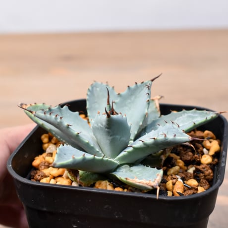 アガベ ハイブリット 日系イシスメンシス×象牙妖炎（陽炎エボリ）【台湾botanical_seeker産】RF25011362