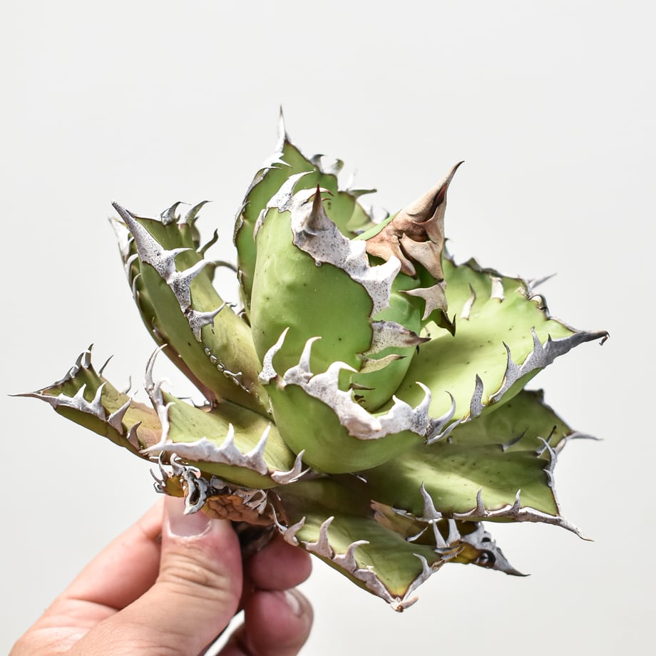 6658130350f81d0ca0cf925e