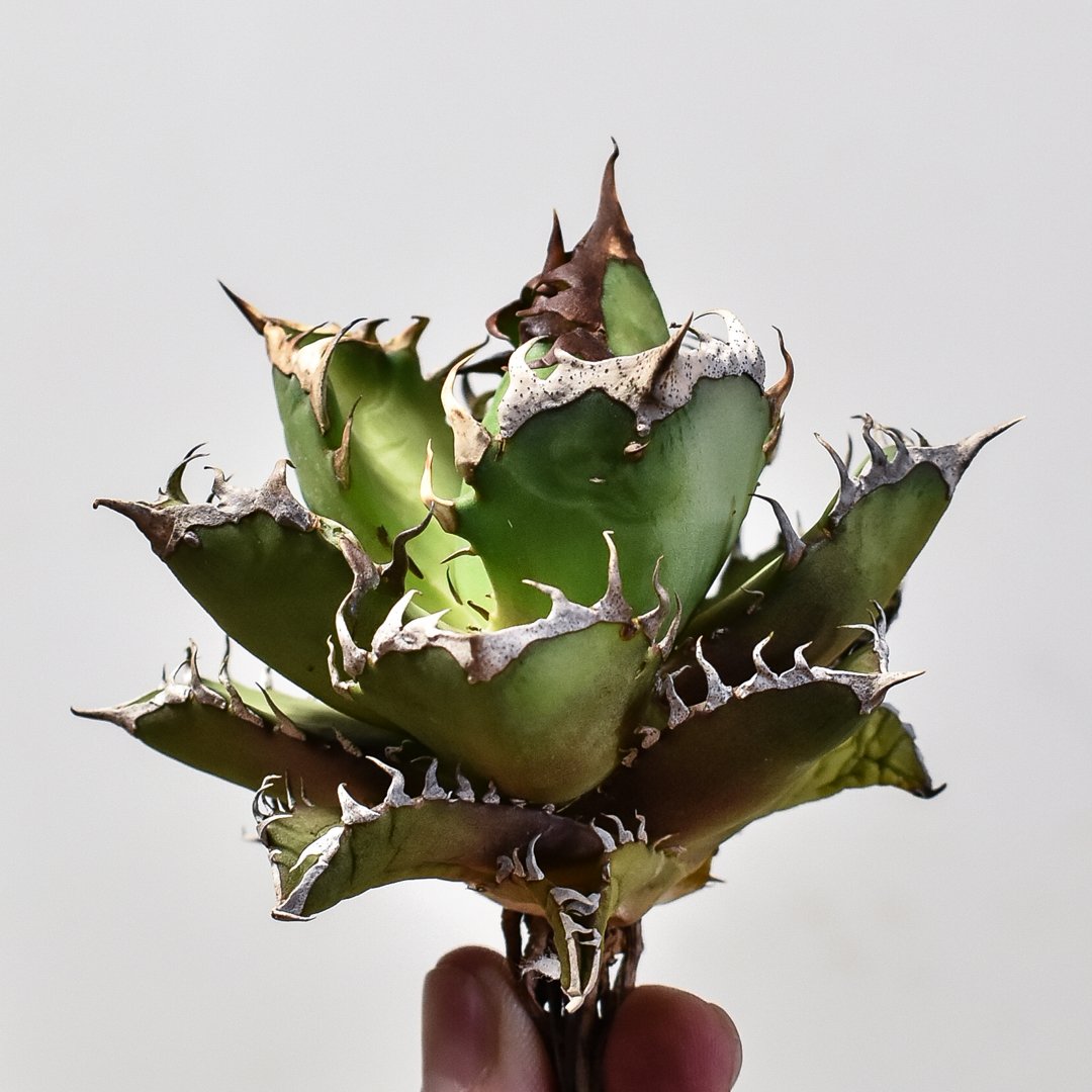 早い者勝ち！アガベチタノタ　オテロイ　赤猫　超ミニボール　23 早い者勝ち！アガベチタノタ オテロイ 赤猫 超ミニボール 23