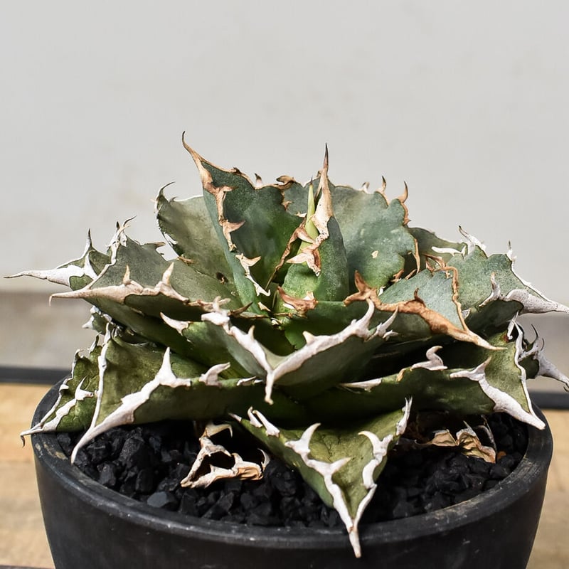 アガベ チタノタ 