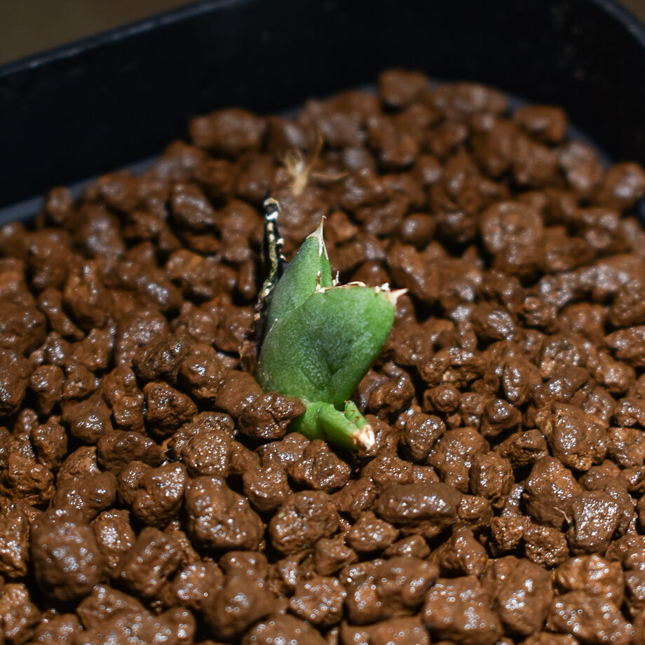 アガベ チタノタ 