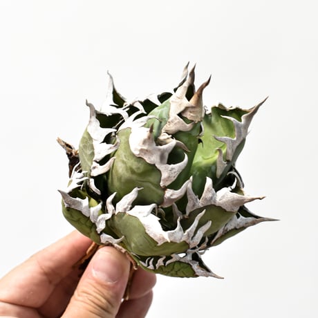 レッドキャットウィーズル | STORES