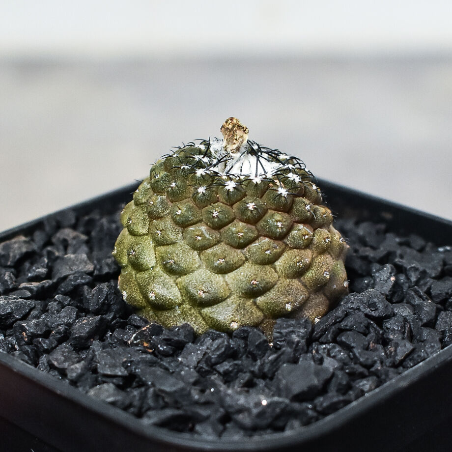 コピアポア ヒポガエア 