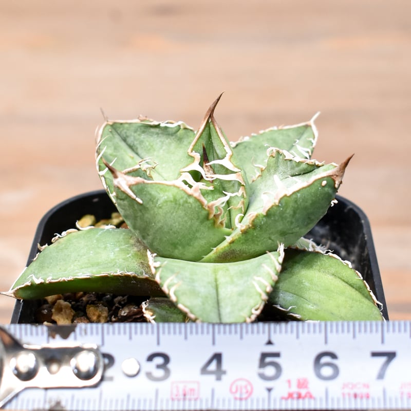 アガベ チタノタ 