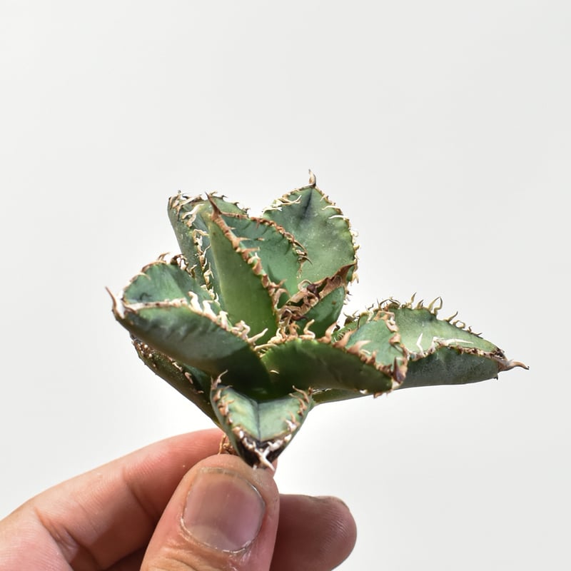 チタノタ【麻花】小株 アガベ チタノタ 