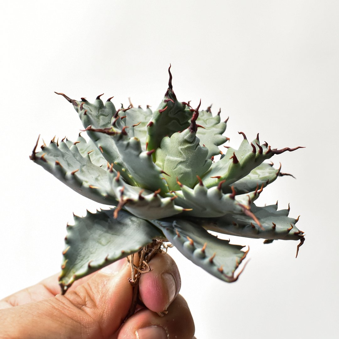 アガベ ハイブリット 特白肌怒雷神×象牙妖炎（陽炎エボリ）【台湾