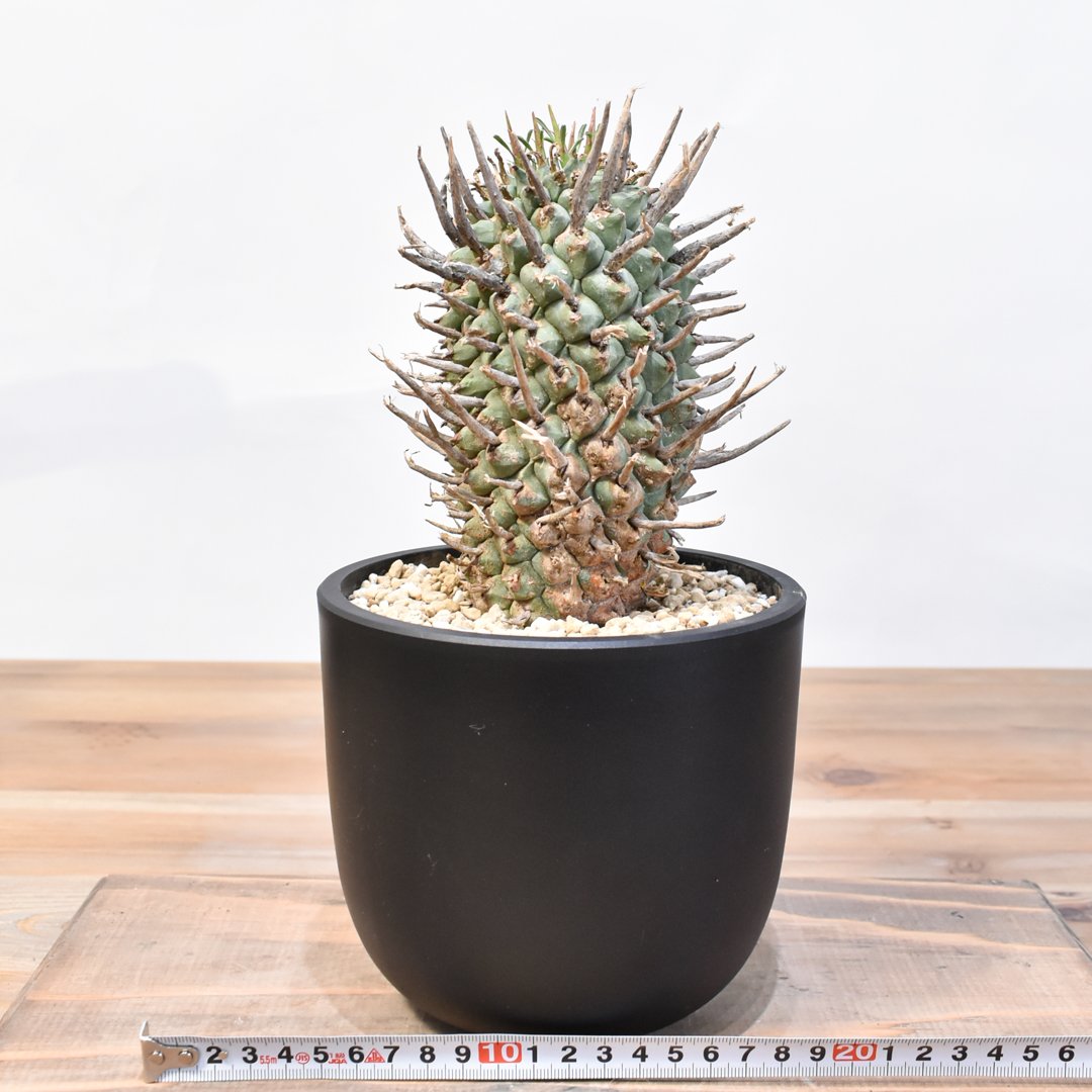 闘牛角　スコエンランディ　現地球 ユーフォルビア スコエンランディ 闘牛角 | GREEN LUCK