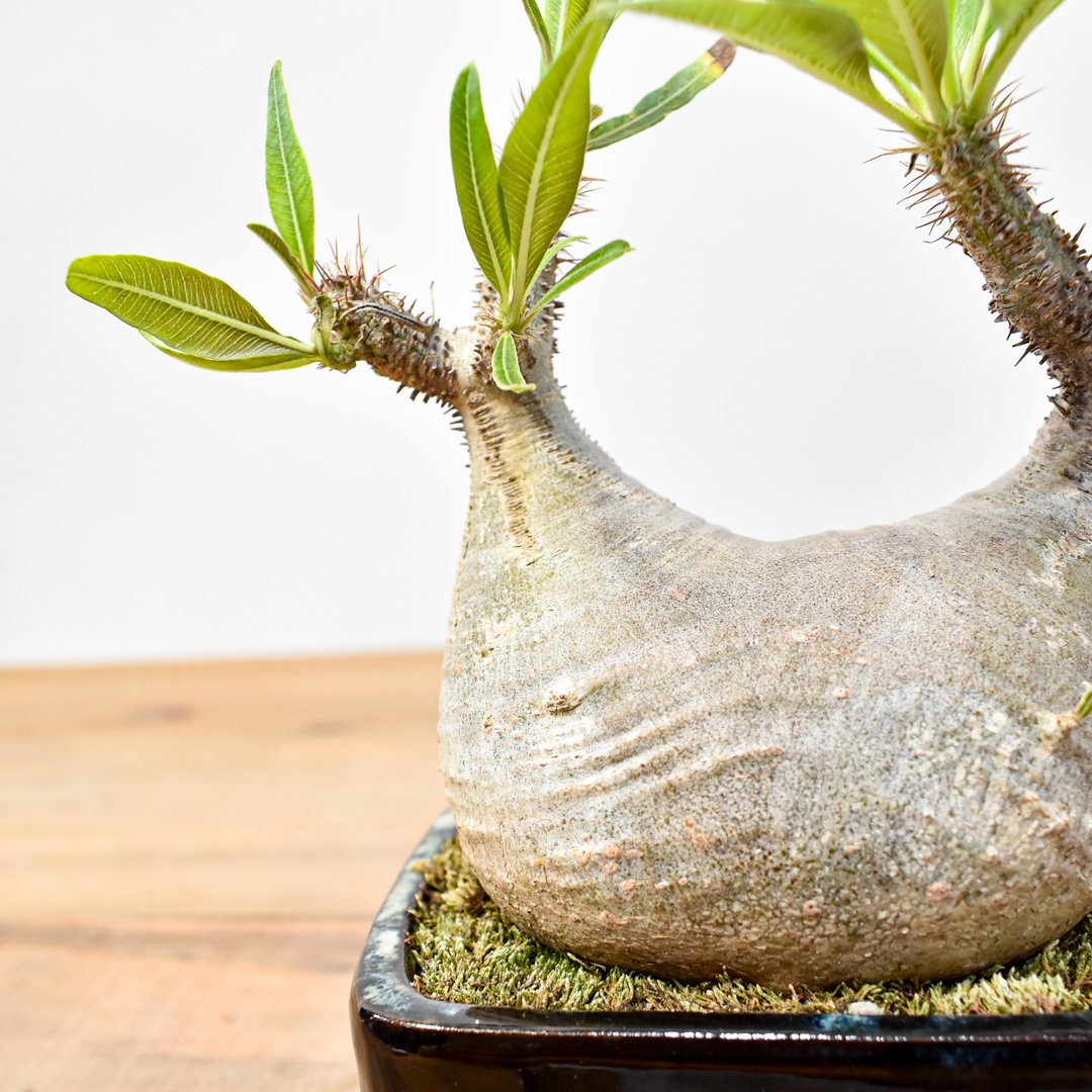 WACK” ON YOUR SIDE】パキポディウム グラキリス WACK-B094 |