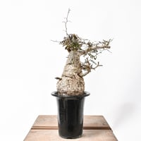 アガベ チタノタ ソーラーエクリプス 