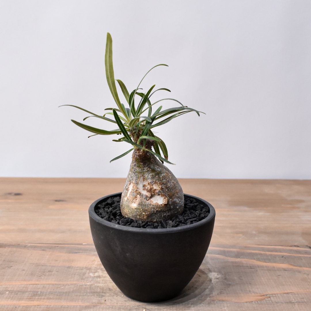 富*ル様 26.パキポディウム グラキリス パキポディウム グラキリス-PG266 | Supervoid Caudex