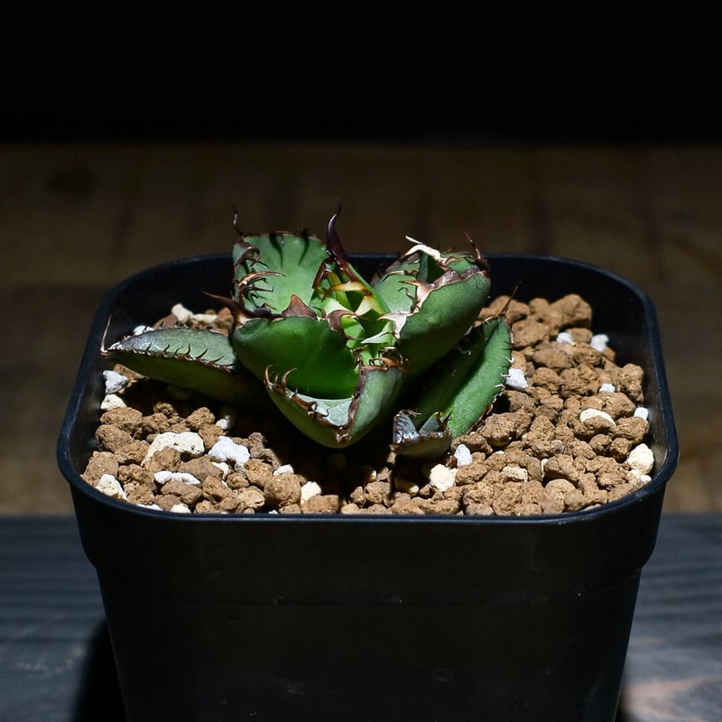 アガベ チタノタ ブラックアンドブルー 