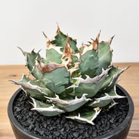 RAFLUMコレクション】コミフォラ エイル 【現地球/発根済み】A