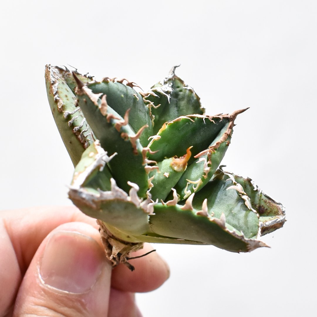 アガベ チタノタ 