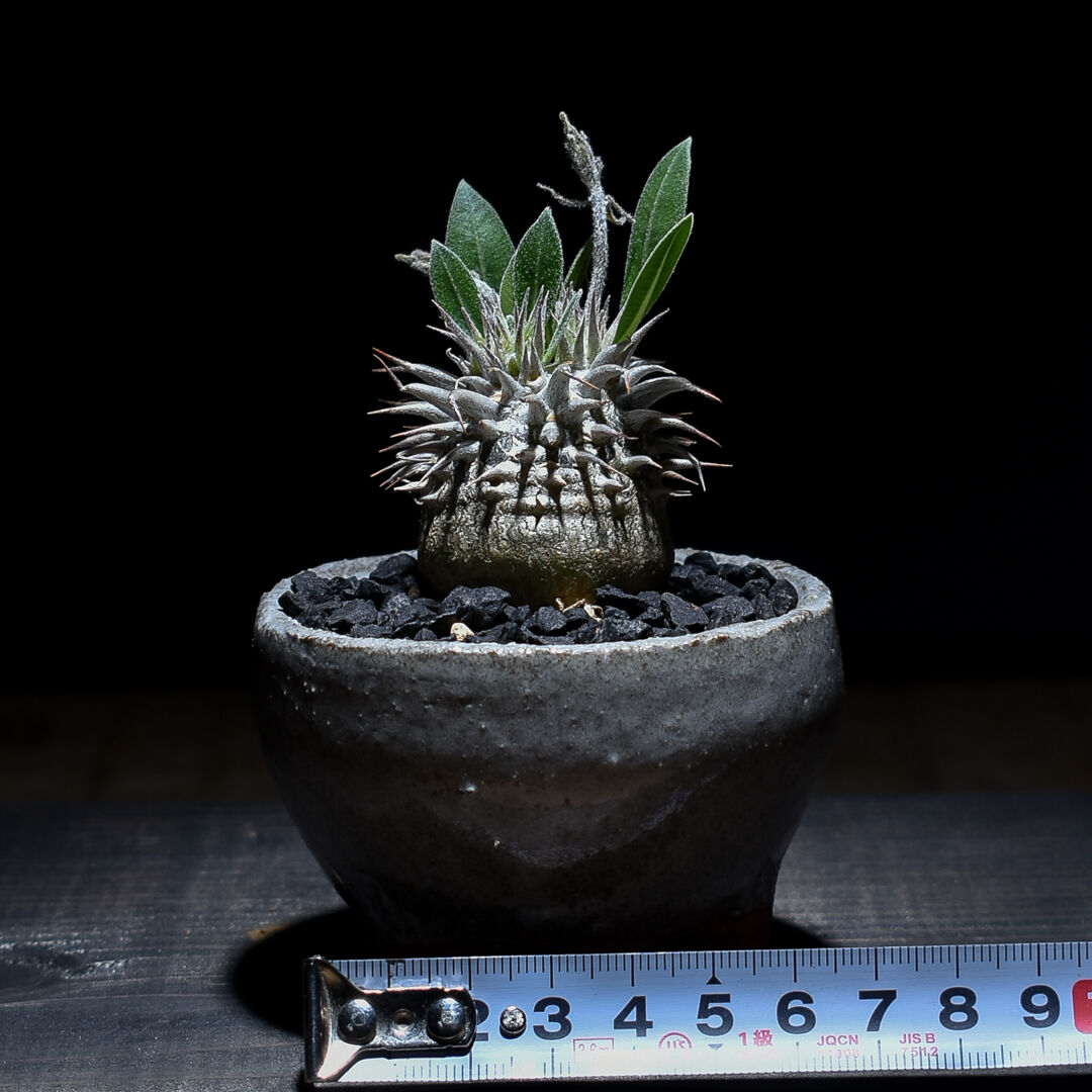 現品限り】パキポディウム・恵比寿大黒 デンシカウレ【Z23