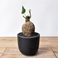 サルコカウロン ムルチフィズム 【発根済み】HK2402560（T) | RAFLUM