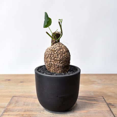 スベローサ | STORES