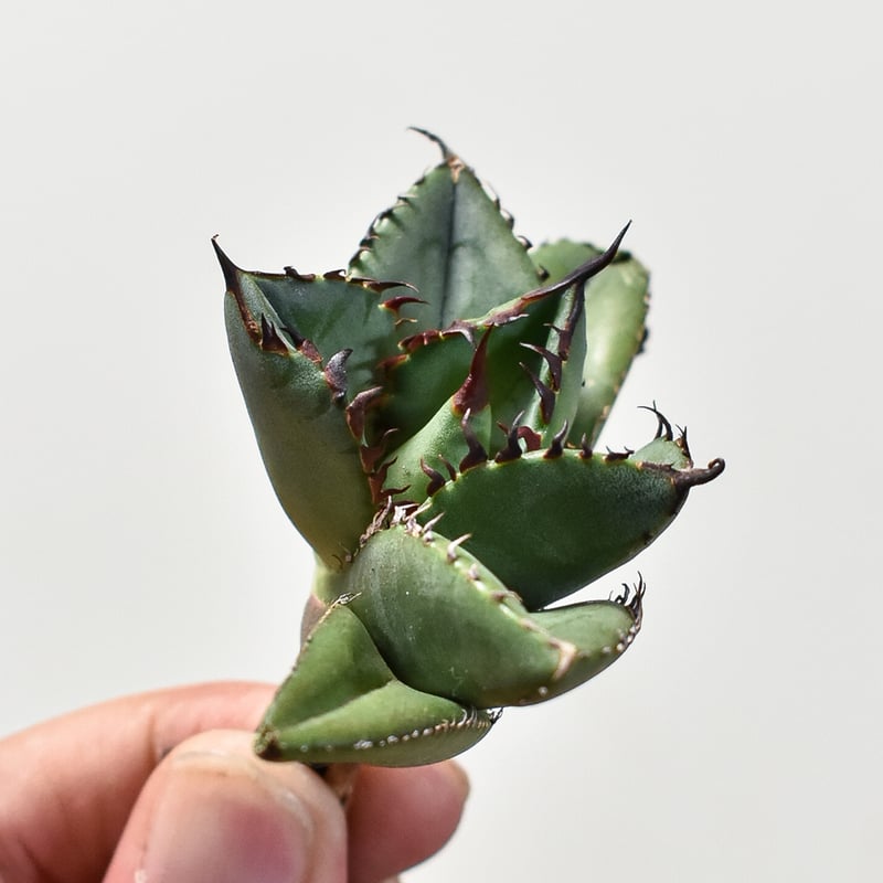 アガベ チタノタ　スペシャル　/ 胖鯨　オテロイ アガベ チタノタ 胖鯨 4.5号 【Dragon AGAVE】 | Green Shop MI