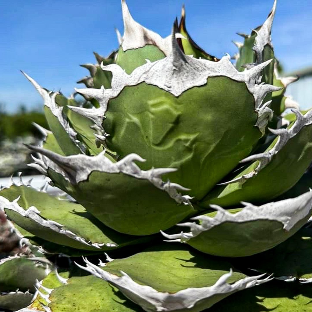 アガベ チタノタ シャークソード 完全ガイド】アガベ チタノタ 'Shark Sword'（鯊魚劍）の特徴