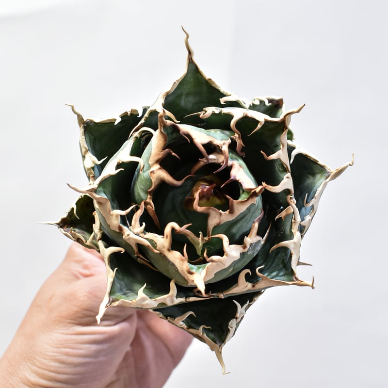 RAFLUM特選株】アガベ チタノタ “精品白鯨” 【台湾 dragon agave RAFLUM特選株】アガベ チタノタ “精品白鯨” 【台湾 dragon agave