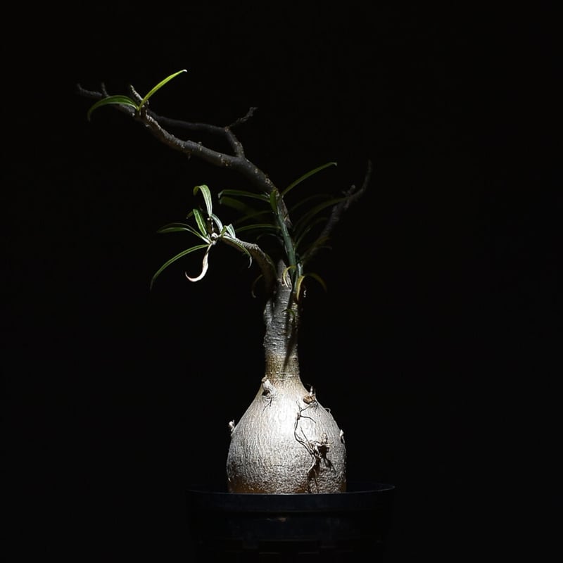 アデニウム ソマレンセ 【大株】（発根済み）RF22727 | RAFLUM