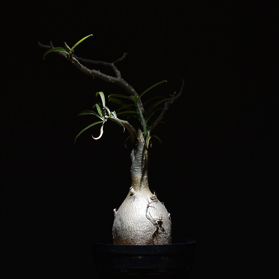 超大株 アデニウム　ソマレンセ アデニウム ソマレンセ 【大株】（発根済み）RF22727 | RAFLUM