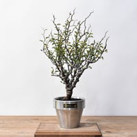 エボリスピナ× ブラックアンドブルーハイブリッド②発根済み