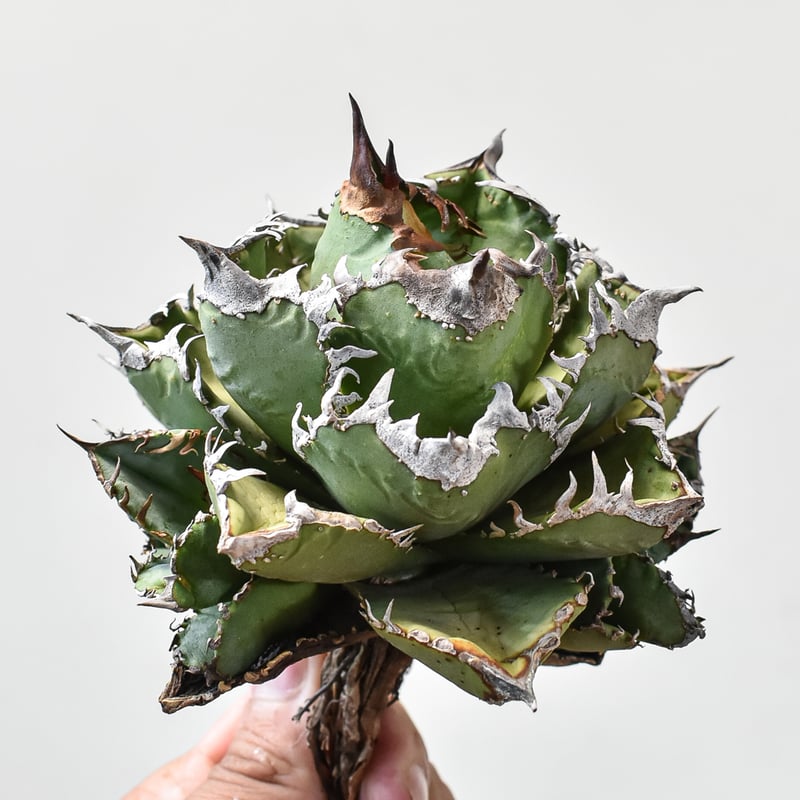 RAFLUMコレクション子株】アガベ チタノタ 