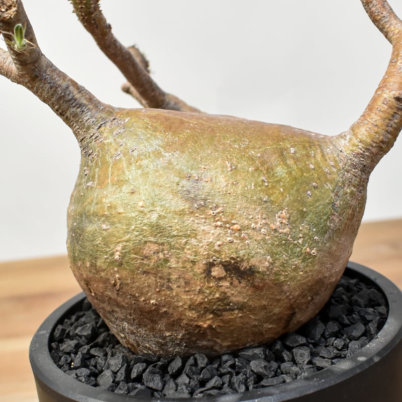 パキポディウム グラキリス 【発根済み】RFKN25010869 | RAFLUM